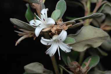 APII jpeg image of Correa alba var. alba  © contact APII