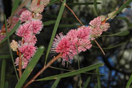 Hakea 'Winter Burgundy'