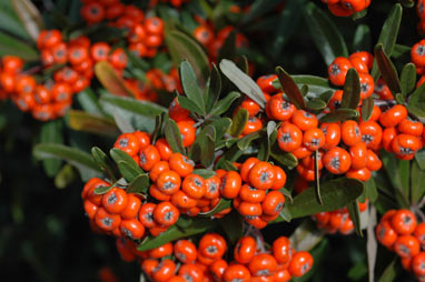 APII jpeg image of Pyracantha angustifolia  © contact APII