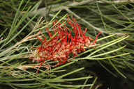 Grevillea tetragonoloba