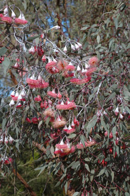 APII jpeg image of Eucalyptus caesia  © contact APII