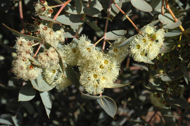 APII jpeg image of Eucalyptus gillii  © contact APII