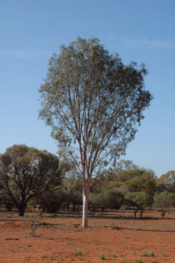 APII jpeg image of Flindersia maculosa  © contact APII