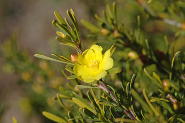 APII jpeg image of Hibbertia linearis  © contact APII