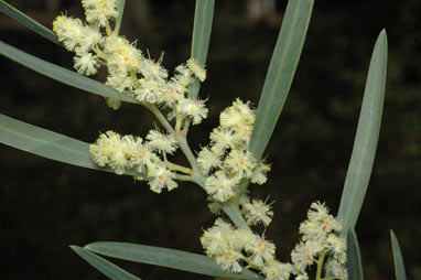 APII jpeg image of Acacia suaveolens  © contact APII