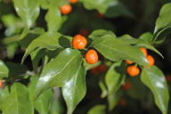 Morinda jasminoides 