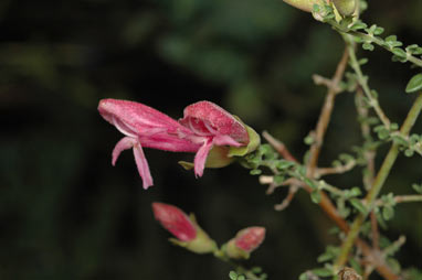 APII jpeg image of Prostanthera serpyllifolia subsp. microphylla  © contact APII