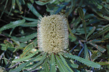 APII jpeg image of Banksia aemula  © contact APII