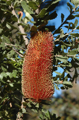 APII jpeg image of Banksia praemorsa  © contact APII