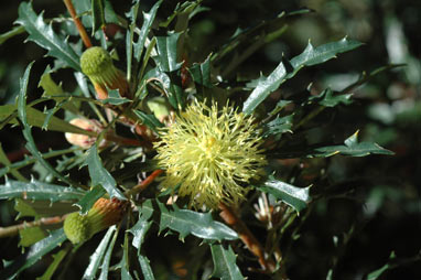 APII jpeg image of Banksia squarrosa subsp. squarrosa  © contact APII