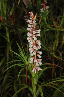 APII jpeg image of Dracophyllum secundum  © contact APII