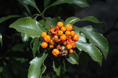 APII jpeg image of Auranticarpa rhombifolia  © contact APII