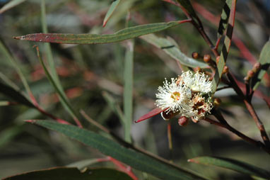 APII jpeg image of Eucalyptus stenostoma  © contact APII