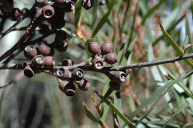 APII jpeg image of Eucalyptus stenostoma  © contact APII