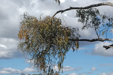 APII jpeg image of Amyema pendula subsp. pendula  © contact APII