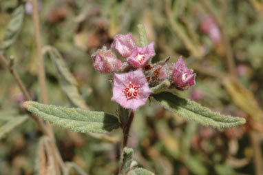 APII jpeg image of Commersonia magniflora subsp. magniflora  © contact APII