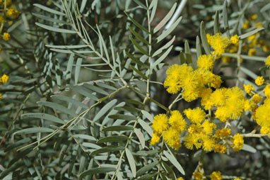 APII jpeg image of Acacia blayana  © contact APII