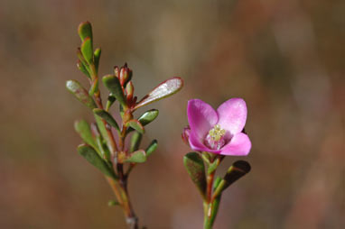 APII jpeg image of Boronia crenulata var. crenulata  © contact APII