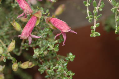 APII jpeg image of Prostanthera serpyllifolia subsp. microphylla  © contact APII