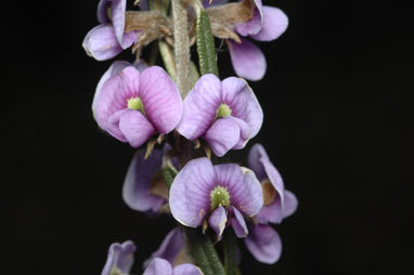 APII jpeg image of Hovea heterophylla  © contact APII