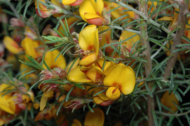 APII jpeg image of Pultenaea cinerascens  © contact APII