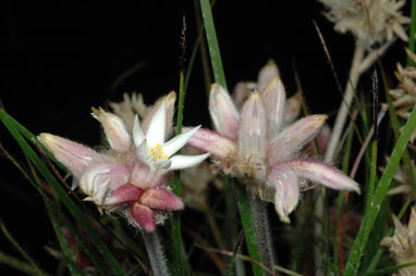 APII jpeg image of Conostylis setosa  © contact APII