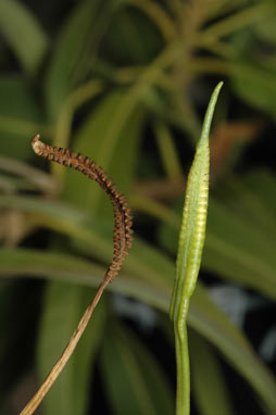 APII jpeg image of Ophioglossum lusitanicum  © contact APII