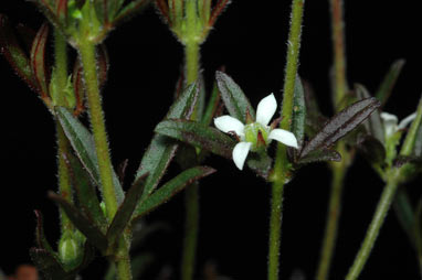 APII jpeg image of Boronia ledifolia  © contact APII