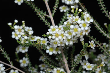 APII jpeg image of Micromyrtus hexamera  © contact APII