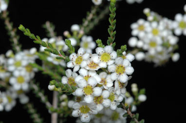 APII jpeg image of Micromyrtus hexamera  © contact APII