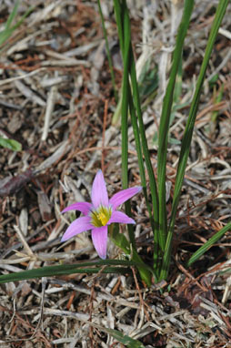 APII jpeg image of Romulea rosea var. australis  © contact APII