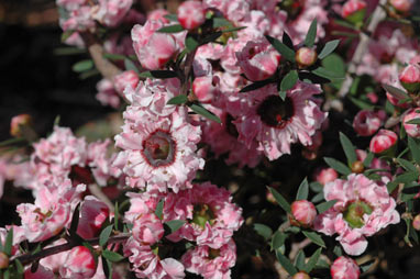 APII jpeg image of Leptospermum 'Wiri Adriene'  © contact APII