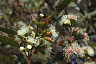 APII jpeg image of Eucalyptus incrassata  © contact APII