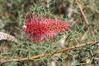 APII jpeg image of Grevillea paradoxa  © contact APII