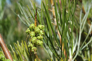 APII jpeg image of Grevillea petrophiloides subsp. petrophiloides  © contact APII