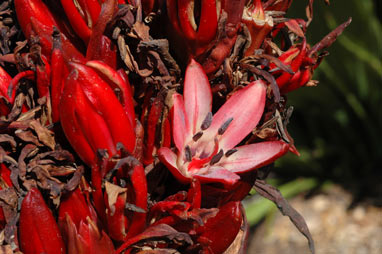 APII jpeg image of Doryanthes palmeri  © contact APII