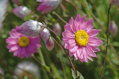 APII jpeg image of Rhodanthe manglesii  © contact APII