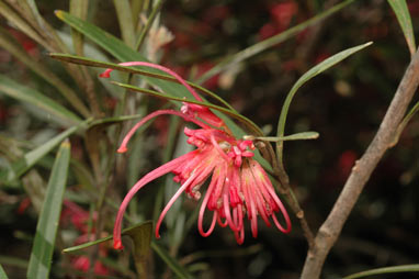 APII jpeg image of Grevillea oleoides  © contact APII