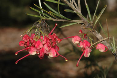 APII jpeg image of Grevillea rosmarinifolia  © contact APII