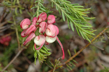 APII jpeg image of Grevillea lanigera f. Bittangabee  © contact APII