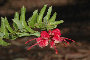 APII jpeg image of Grevillea baueri  © contact APII