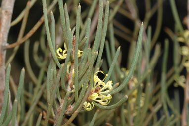 APII jpeg image of Hakea rugosa  © contact APII