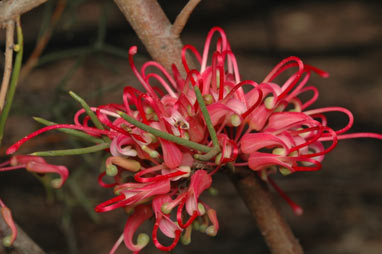 APII jpeg image of Hakea purpurea  © contact APII