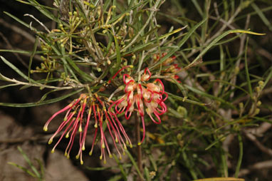 APII jpeg image of Grevillea 'Sid Reynolds'  © contact APII