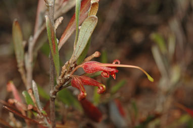 APII jpeg image of Grevillea oligantha  © contact APII