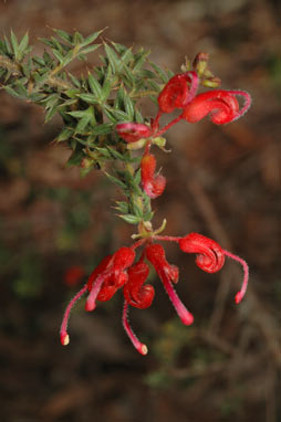 APII jpeg image of Grevillea asteriscosa  © contact APII