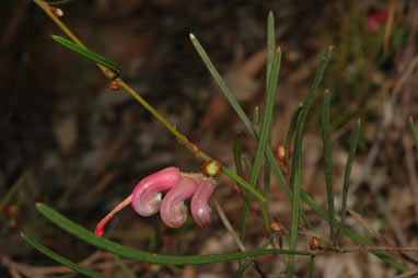 APII jpeg image of Grevillea fulgens  © contact APII