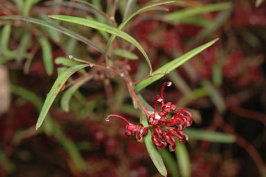 APII jpeg image of Grevillea diffusa subsp. diffusa  © contact APII