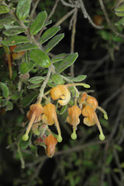 APII jpeg image of Grevillea alpina (Goldfields form)  © contact APII