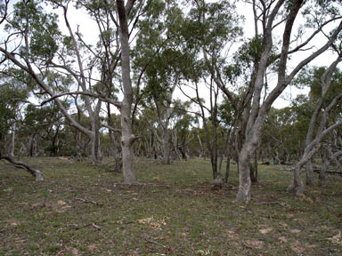 APII jpeg image of Eucalyptus bridgesiana  © contact APII